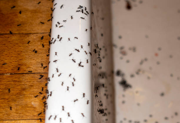 Wasp Removal Services in Newark, DE